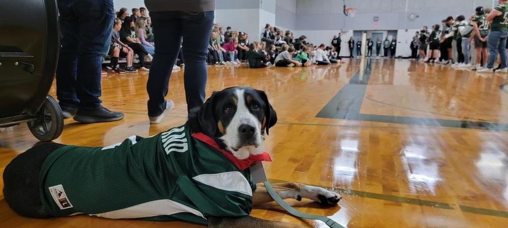 Dog wearing football jersey lying on basketball court during pep rally